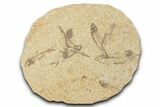 Fossil Fish (Knightia) Mortality Plate - Wyoming #339060-1